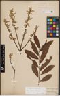 Foto von Salix caprea L. x Salix eleagnos Scop.